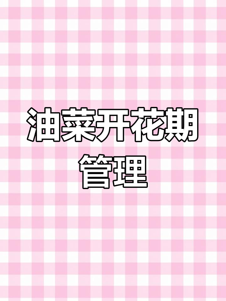 油菜花期管理技巧:防病治虫与叶面喷肥