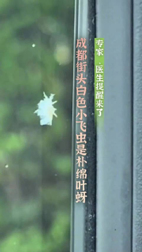 「成都街头出现白色小飞虫是朴绵叶蚜」近日,成都不少市民反馈称,在街道、小区出现白色絮状物,