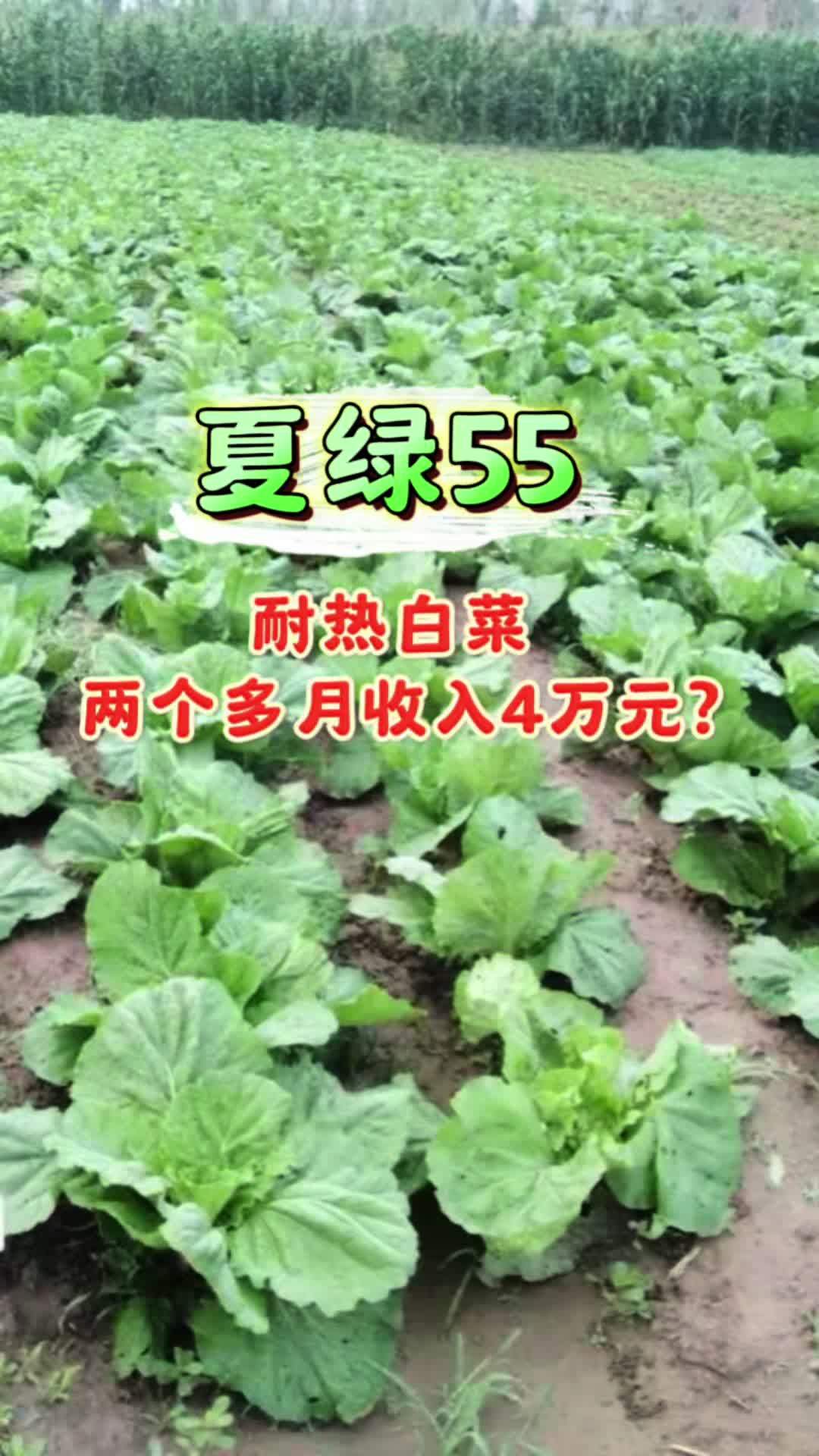 夏绿55耐热白菜,菜农短短2个月收入4万元?您相信吗?三农 耐热白菜 夏绿55