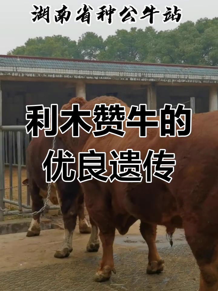 澳洲利木赞牛,纯正基因助力后裔优秀表现