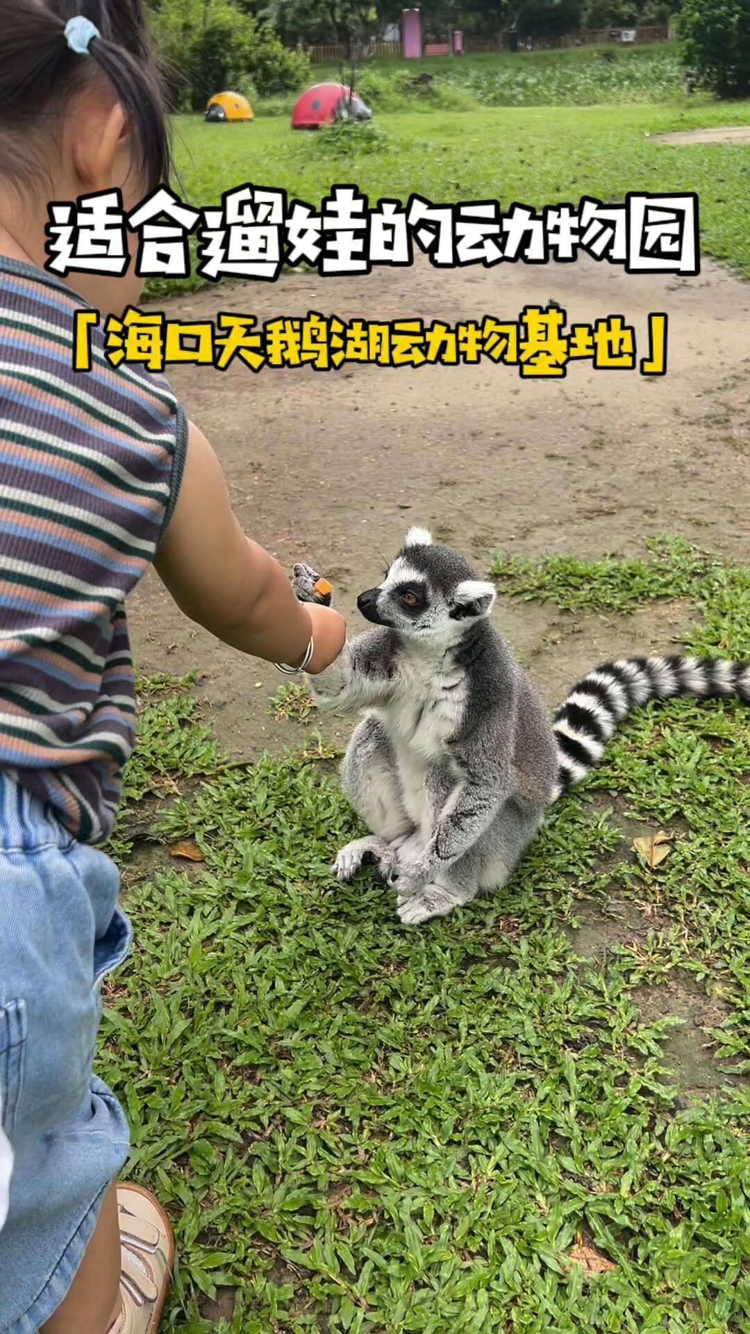 海口的天鹅湖动物基地真的强推!