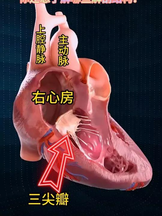 你了解心脏结构吗?你还想了解哪些解剖结构?2