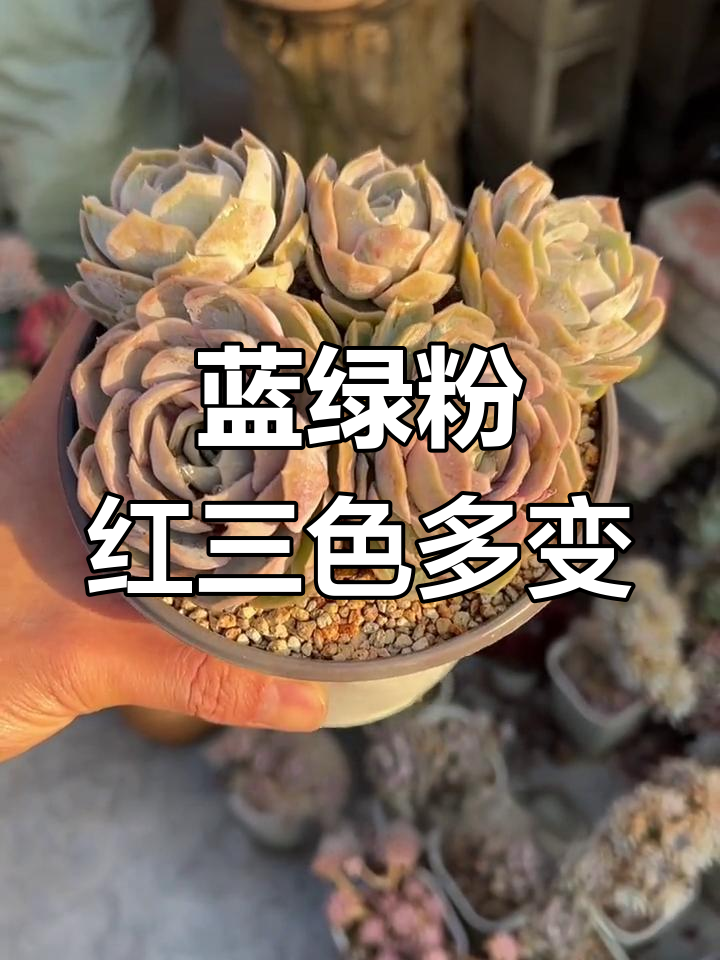 蓝色惊喜多肉植物,秋冬变色