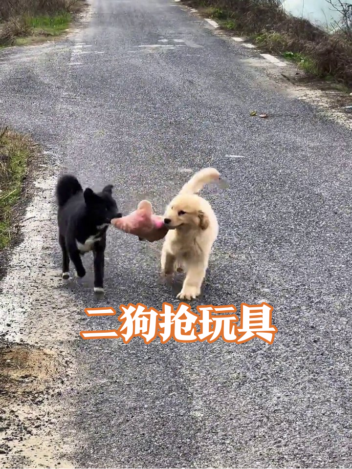 村口狗界拔河赛!黑黄双煞叼粉玩具从田埂追到水泥路