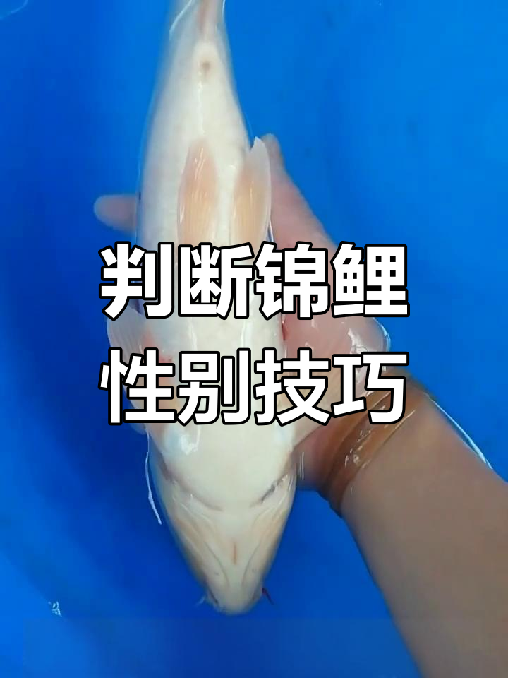如何准确判断锦鲤公母