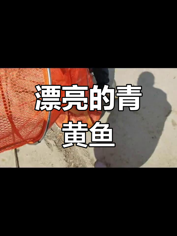 今天青黄鱼特别漂亮,看看这颜色!