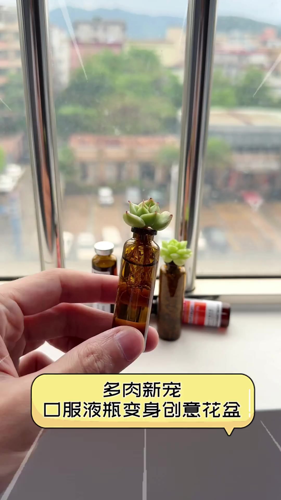 多肉新宠,口服液瓶变身创意花盆