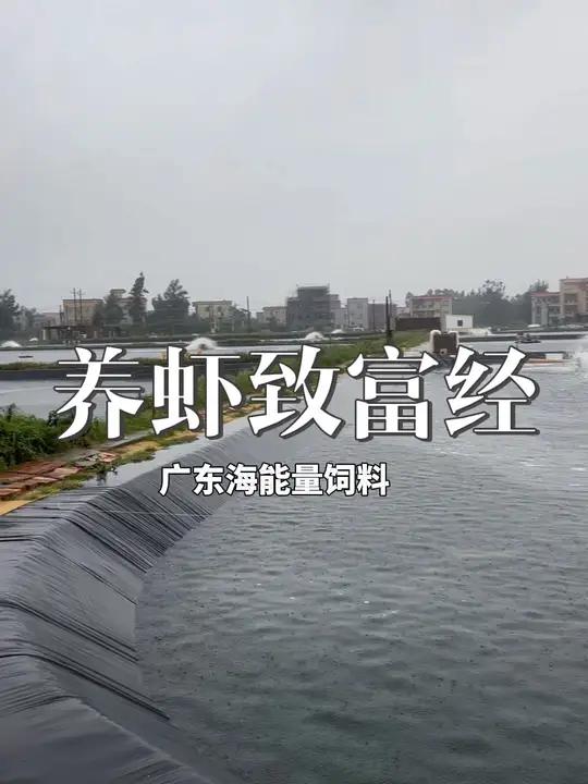 “一条虾带动群众致富”,没错,它就是花虾,湛江南三岛虾农这几年靠养殖花虾,基本实现脱贫致富