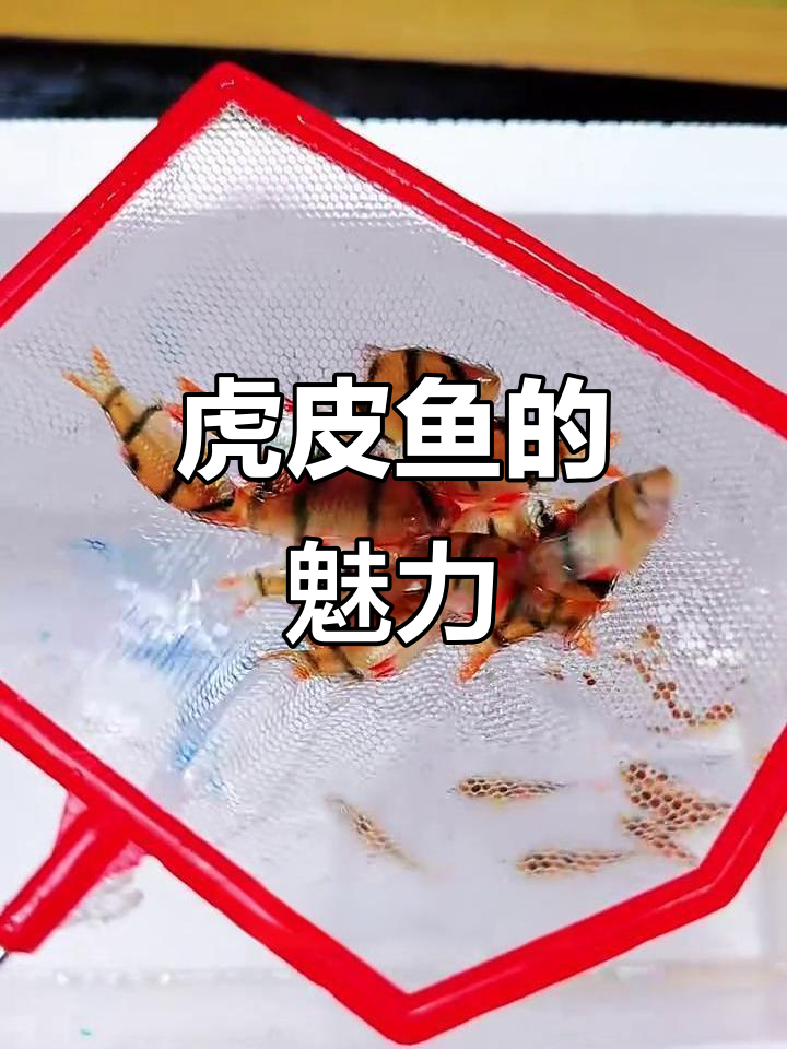 虎皮鱼色彩斑斓，群游时活泼可爱，新手养鱼乐趣无穷！