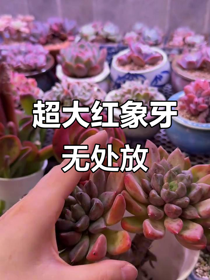 买了超大红象牙,花盆配不上!多肉植物疯狂买不停