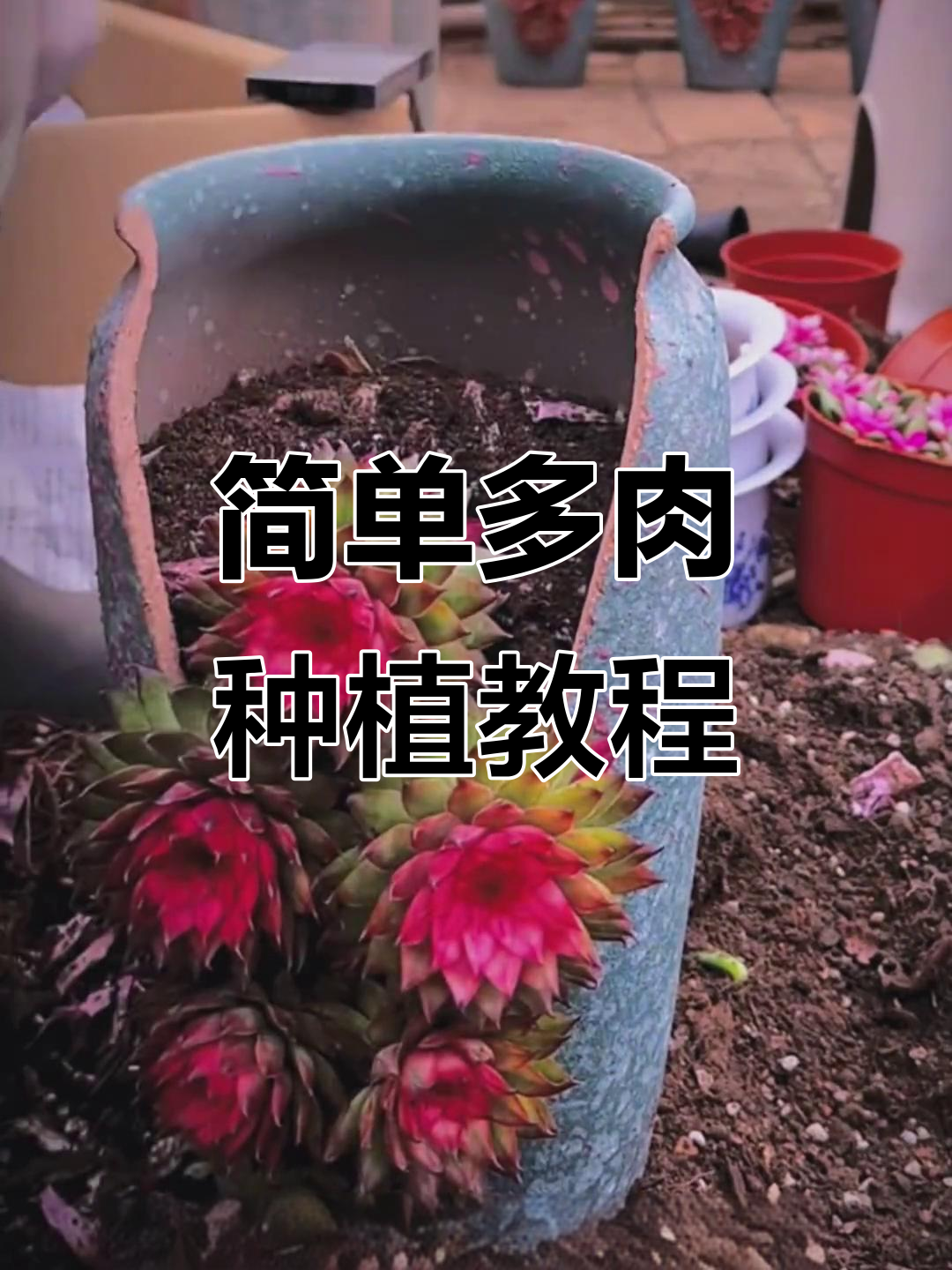 多肉植物种植技巧大公开,轻松学会如何打造美丽缺口盆景