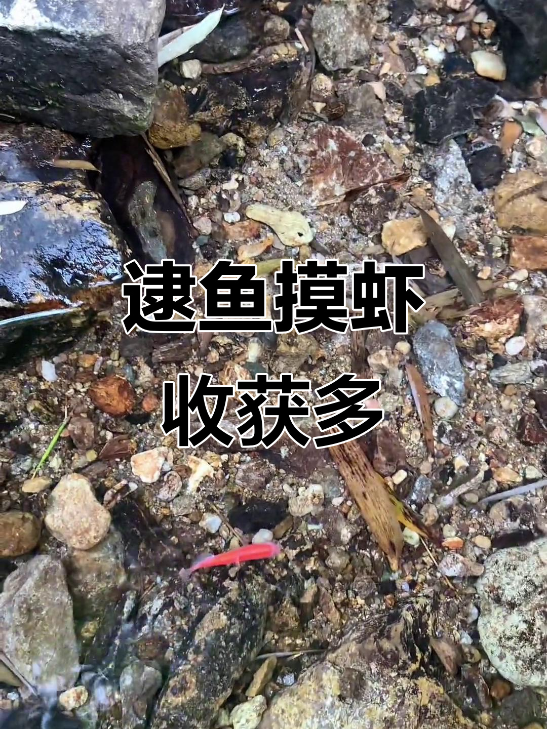 河边抓鱼大丰收,奇怪鱼儿和快领盒饭的鱼都有