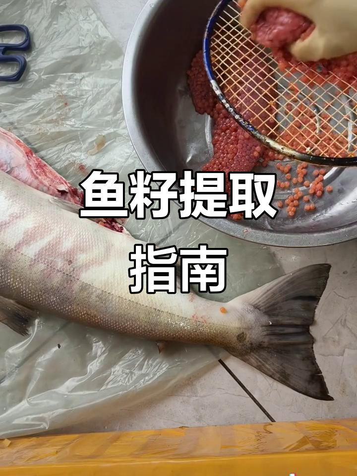 大马哈鱼籽提取与保存,简单几步轻松搞定!