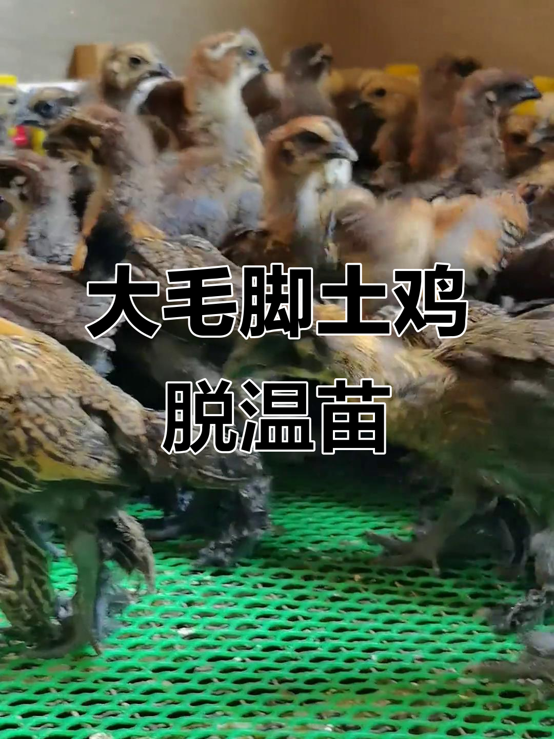 无量山大毛脚土鸡脱温苗,健康又活泼