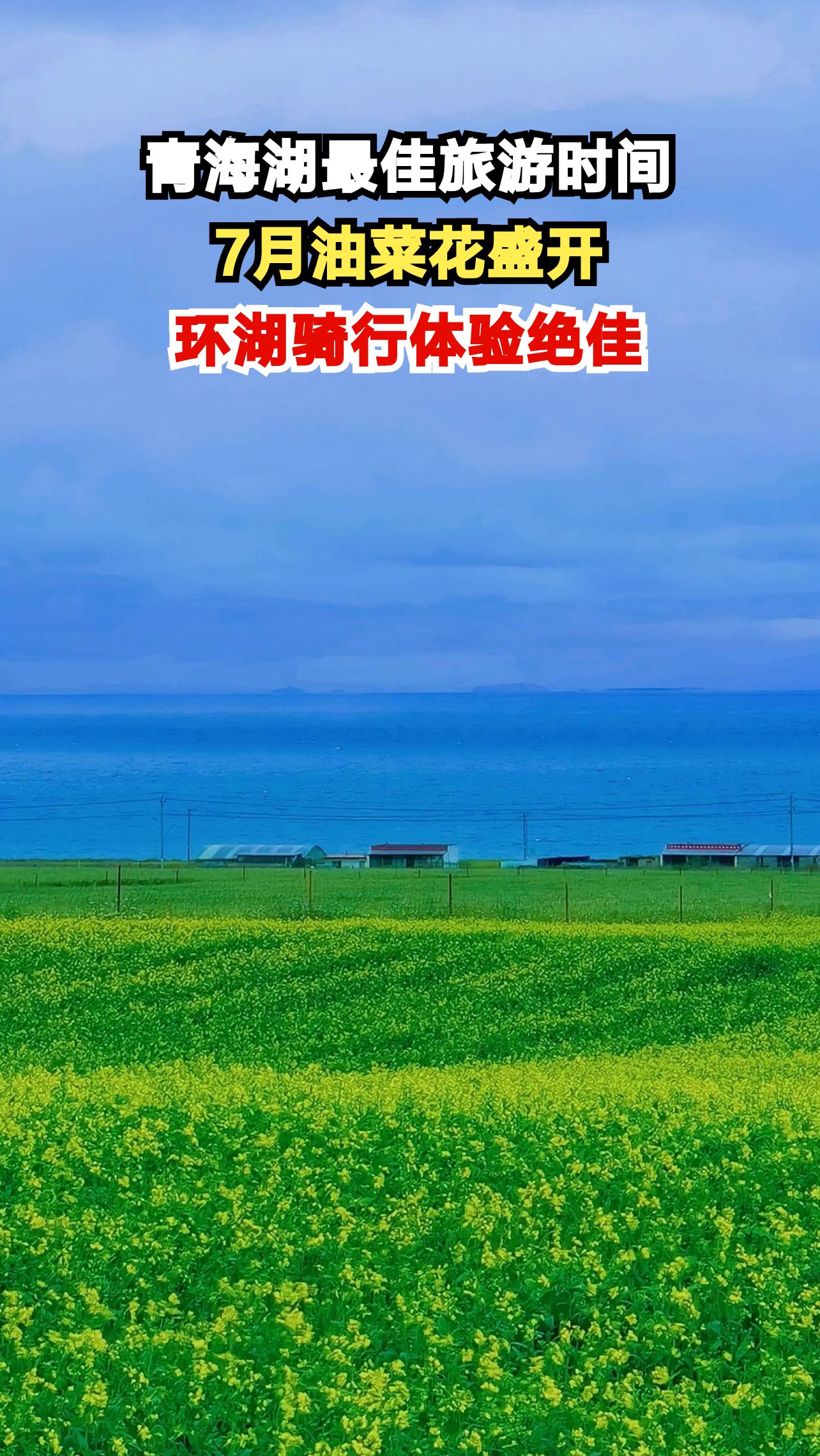 7月青海湖美如画,油菜花海与湛蓝湖水交织,错过再等一年!