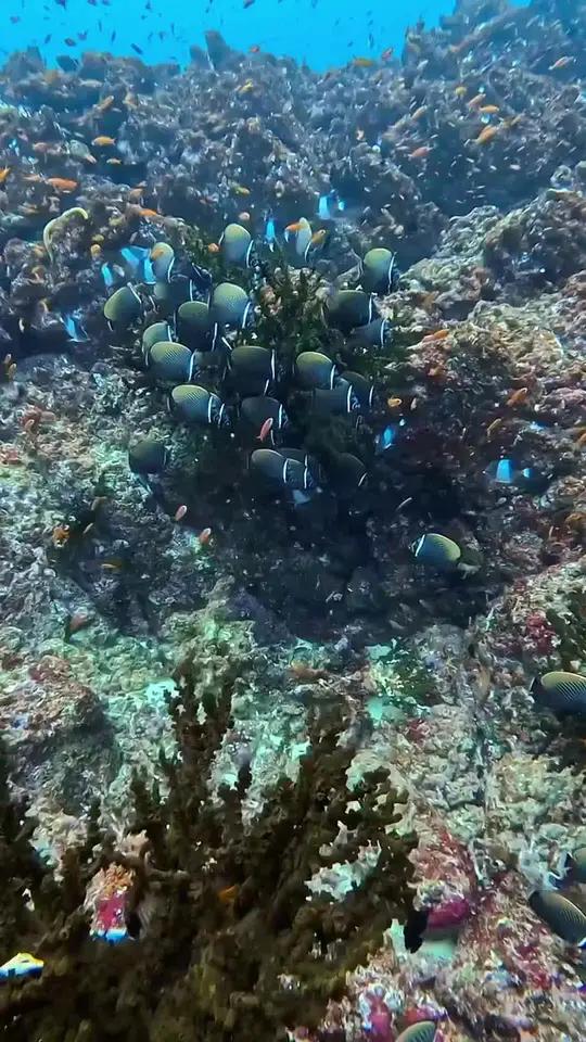 美丽的珊瑚礁五彩斑斓的海洋鱼群