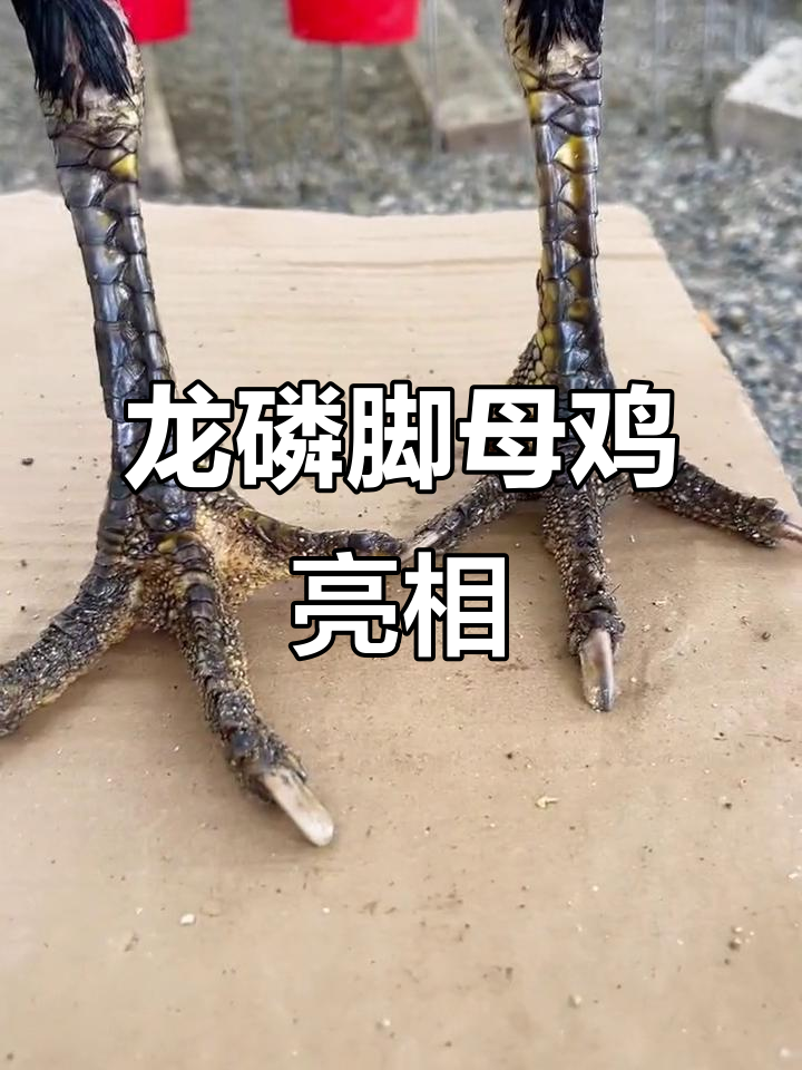 越南斗鸡龙鳞脚母鸡登场,看这身手!