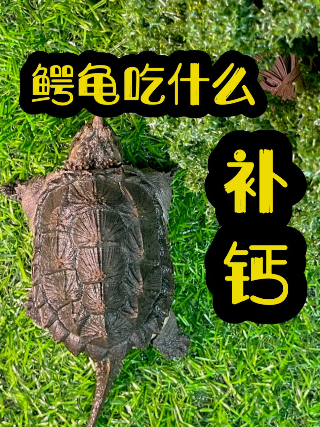 鳄龟吃什么补钙 这期视频回答你!