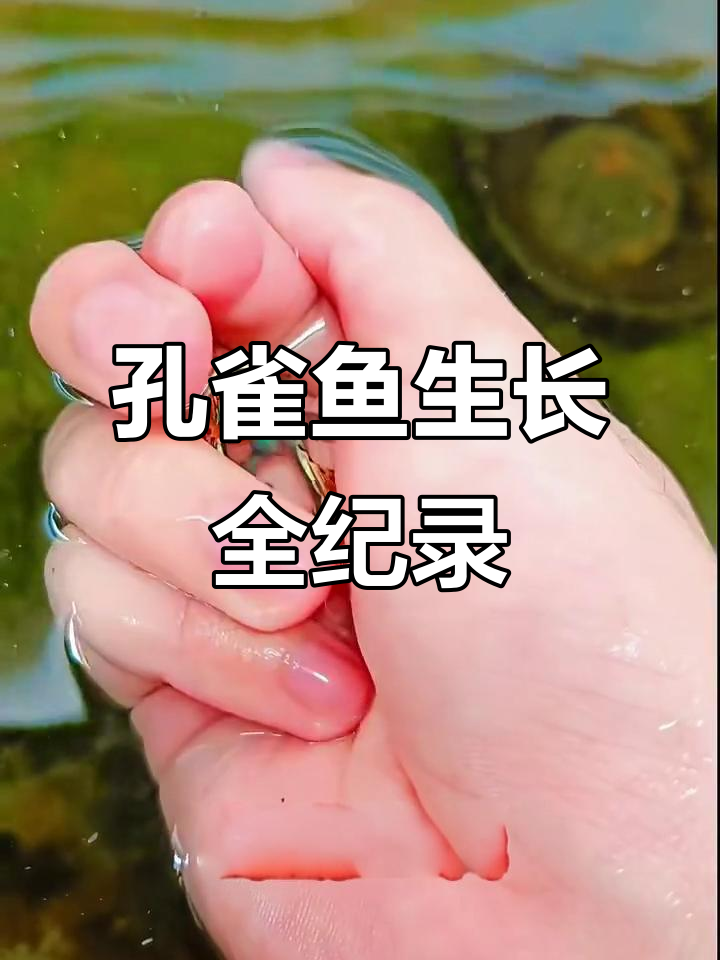 马赛克大耳孔雀鱼的成长历程,从卵到成鱼全过程揭秘