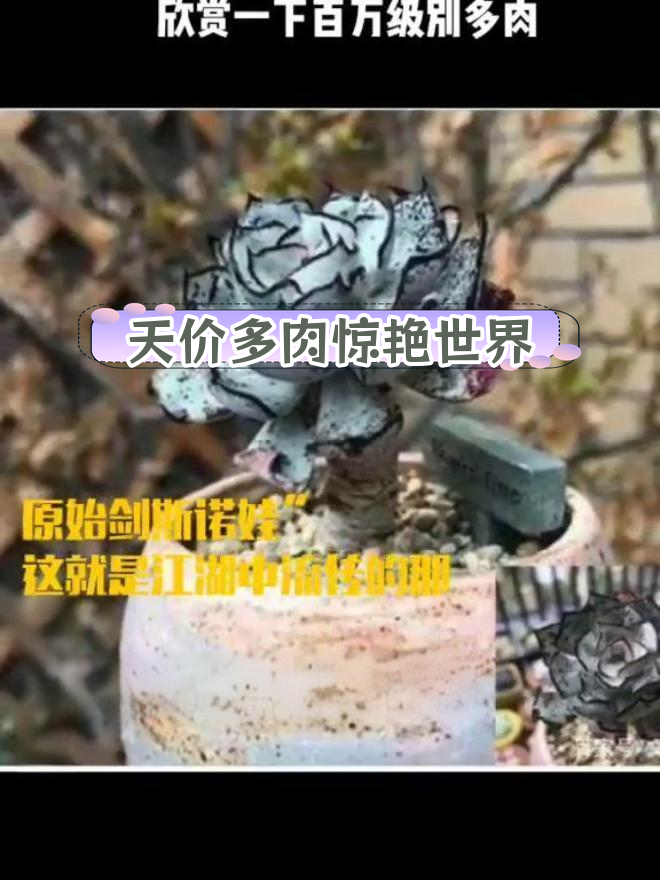 世界上最昂贵的多肉,价值六百万