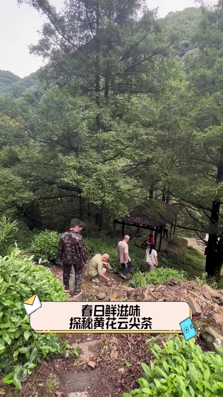 春日鲜滋味,探秘黄花云尖茶
