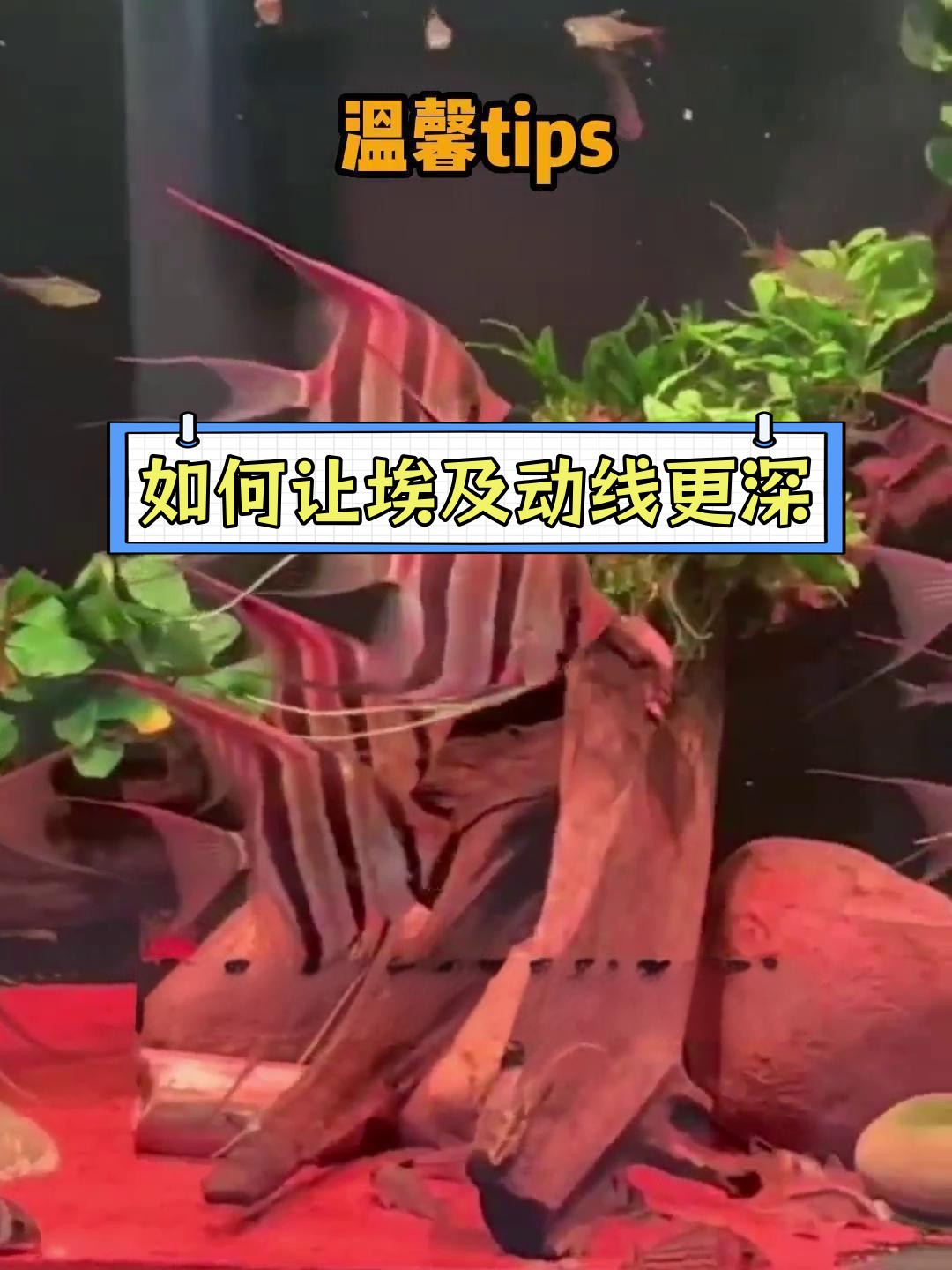 埃及神仙鱼动线变深技巧