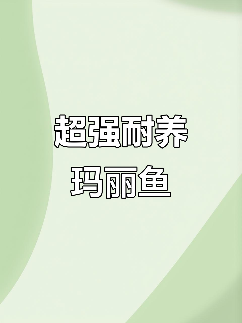 玛丽皮球鱼：超能清洁工，每月生娃一窝