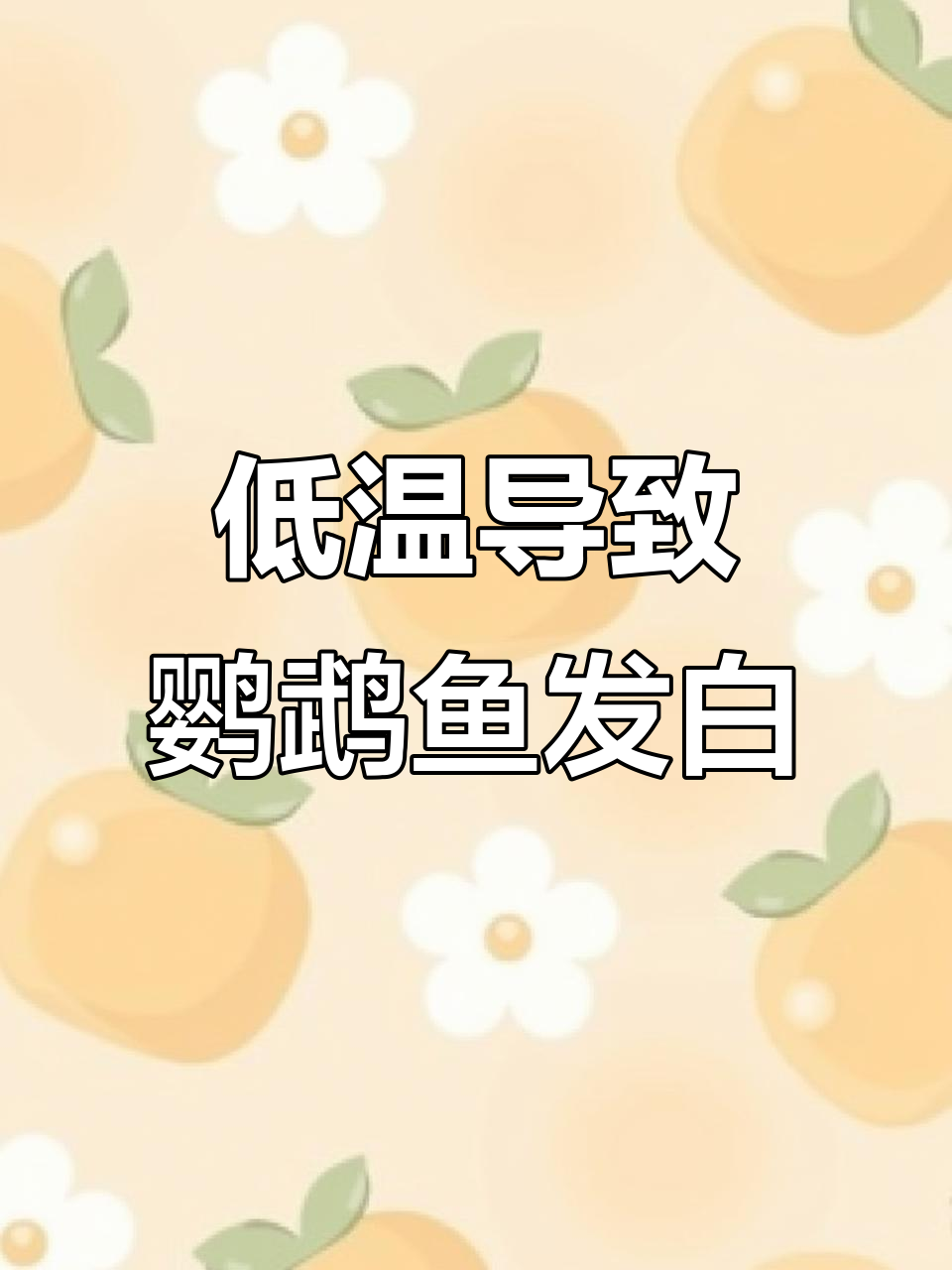 气温下降迷你鹦鹉鱼发白,加热棒和火山石助其恢复活力