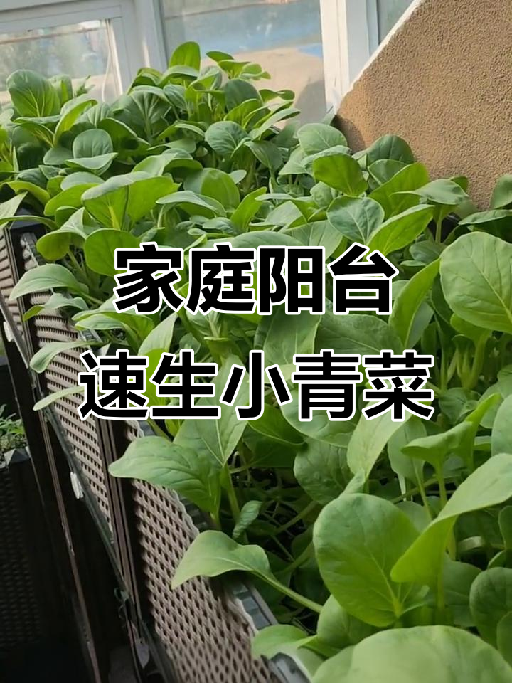 阳台种菜,四季常绿!小白菜和鸡毛菜的快速生长秘诀
