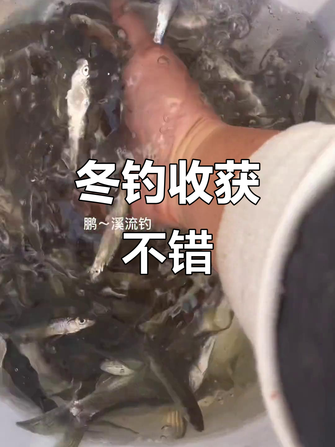 降温前最后一钓,大眼华鳊和七哥棍子鱼丰收