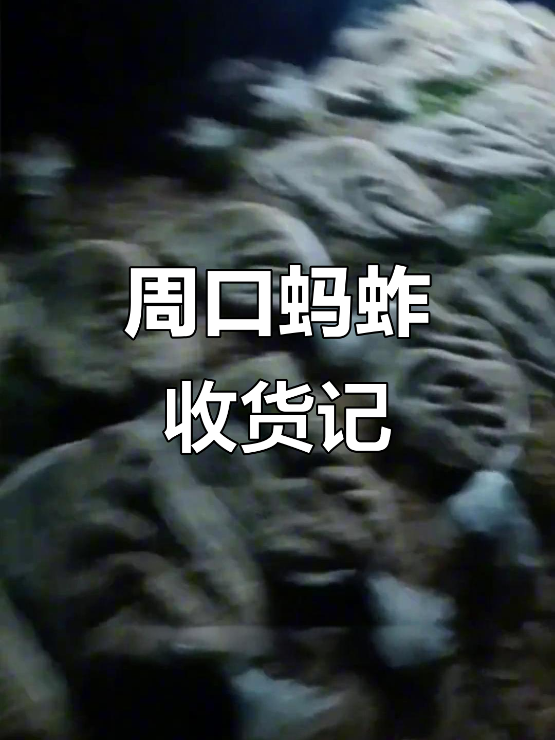 河南周口蚂蚱养殖,凌晨四点装车完毕,产量惊人