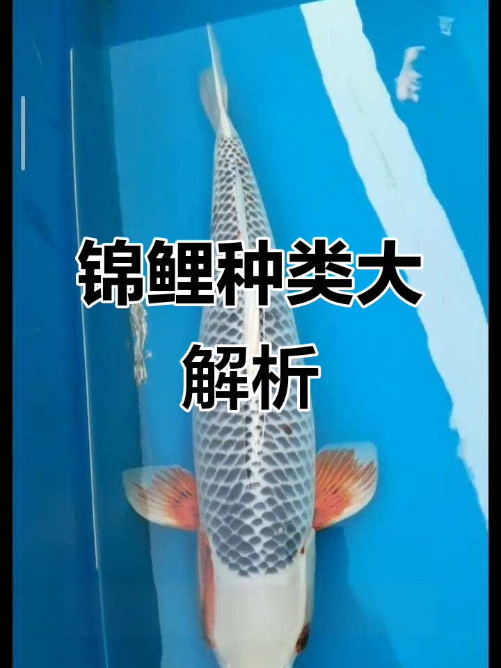 锦鲤的色彩与品种揭秘:浅黄、深蓝到红色