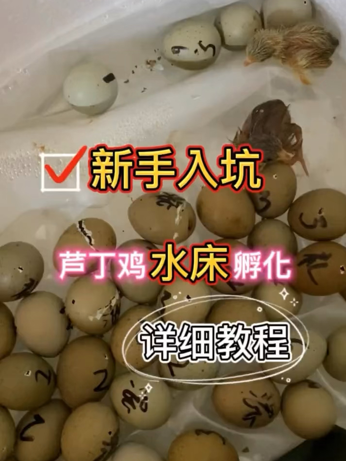 水床孵化教程步骤