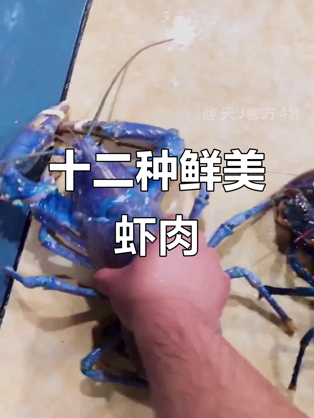 12种美味虾类大揭秘,白虾、斑截虾到蓝魔虾全解析