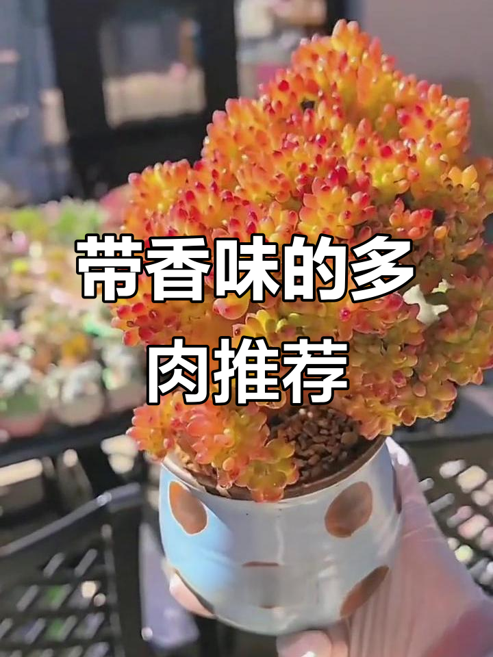 十款香气扑鼻的多肉植物，让你爱不释手