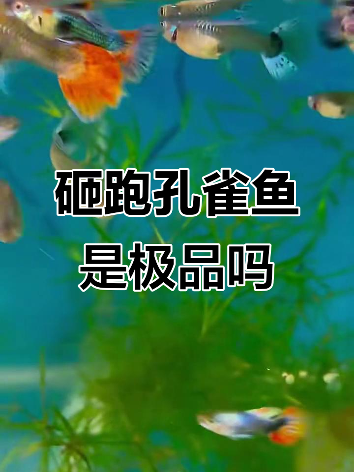 砸跑孔雀鱼能出极品吗?揭秘小型热带鱼的繁殖与改良过程