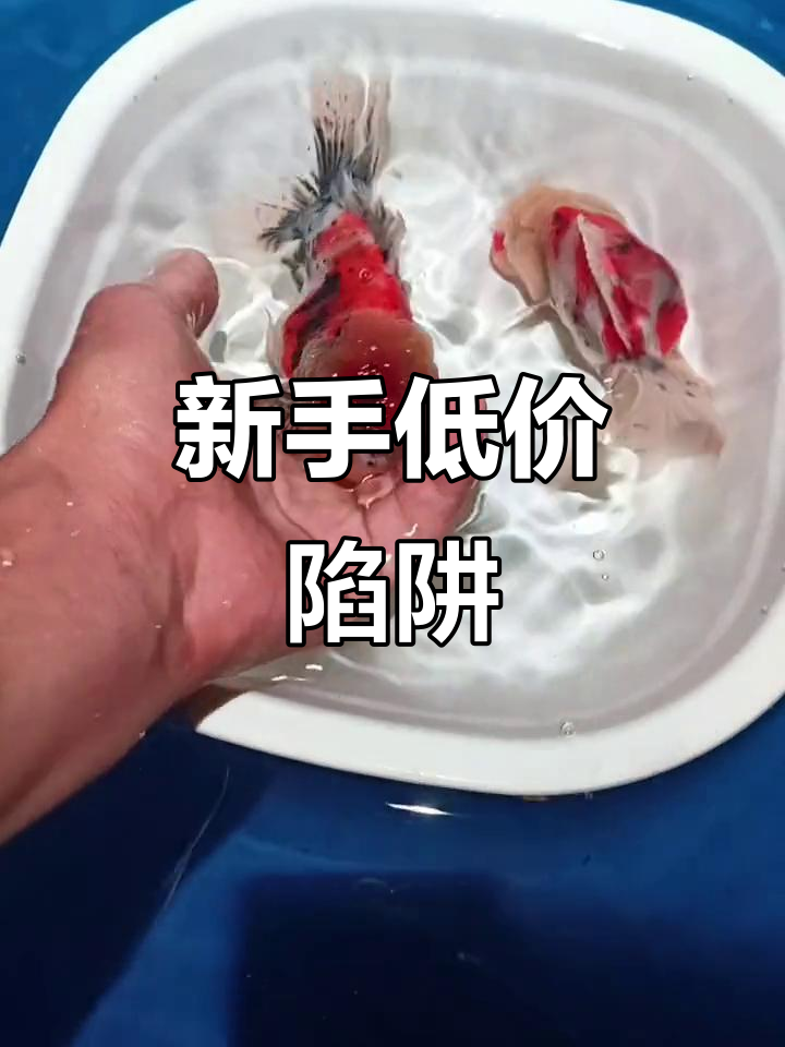 泰狮金鱼价格背后的真相:新手拼价,老手求质