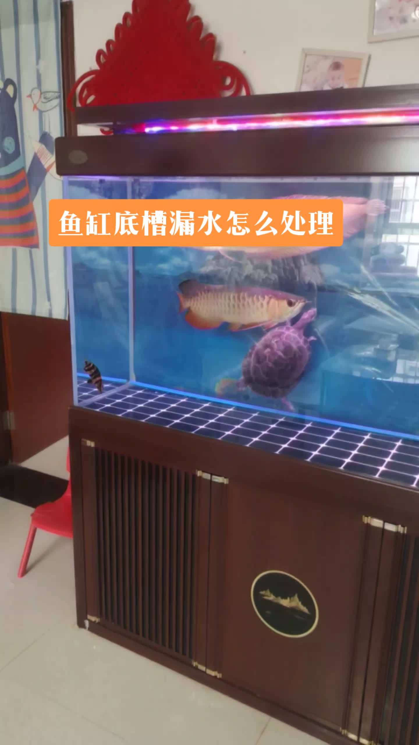 鱼缸地槽漏水怎么解决,更换过滤系统最佳迭择 鱼缸过滤 观赏鱼 鱼闻天下 杨凌