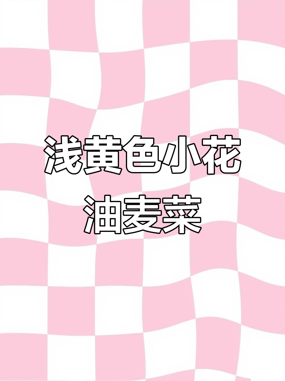 油麦菜急促生长,两小时开花的小黄花惊艳登场