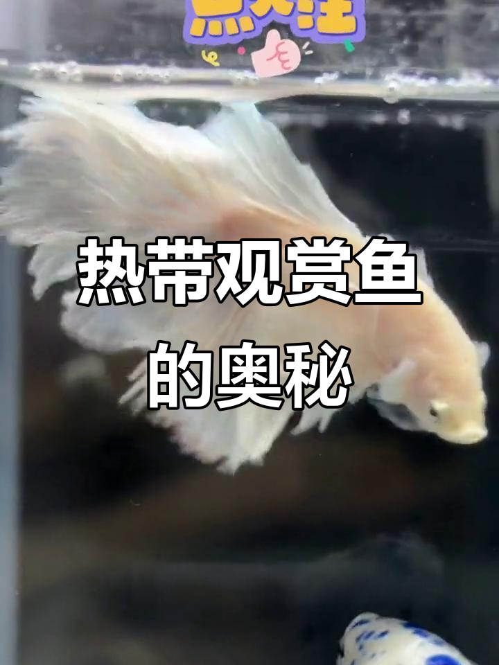 热带观赏鱼大揭秘,带你了解它们的魅力与特点