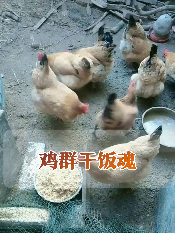 养鸡场干饭现场:十几只鸡为口吃的挤破头,画面太真实