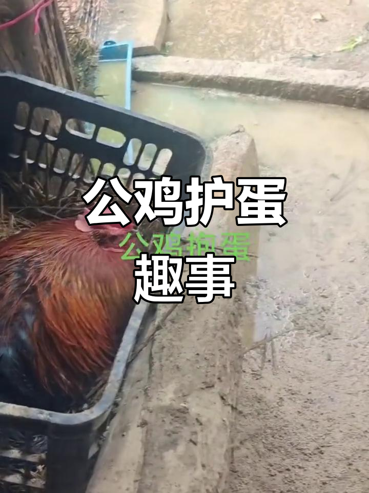 公鸡抱蛋,萌态十足!