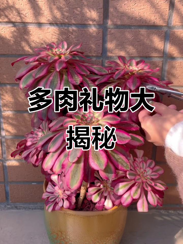 香奈儿过年送礼,多肉植物成惊喜!