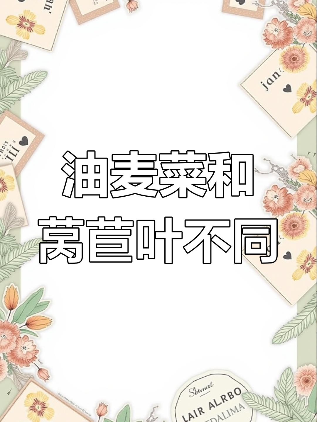 油麦菜与莴苣叶的区别解析