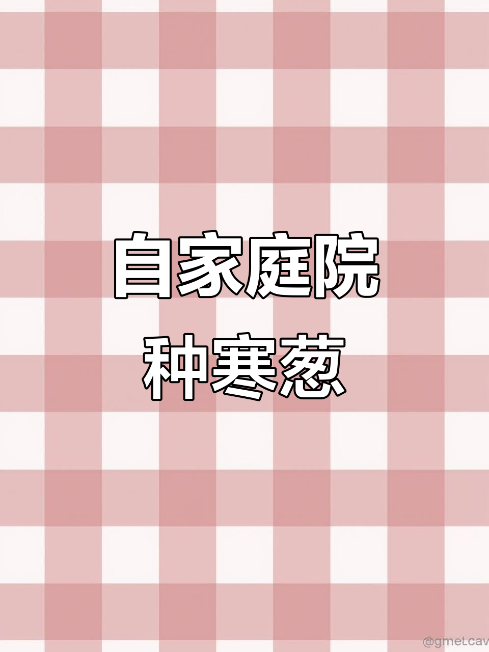 在家种寒葱,烤肉必备新鲜山野菜