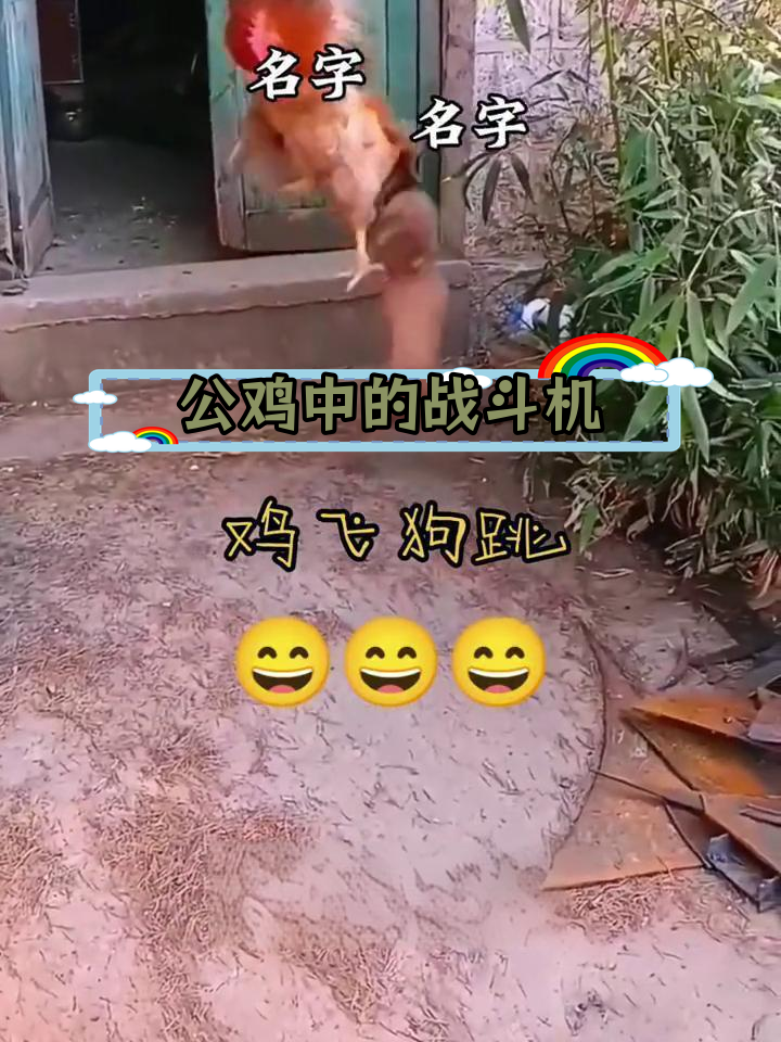 鸡飞狗跳,笑翻全场