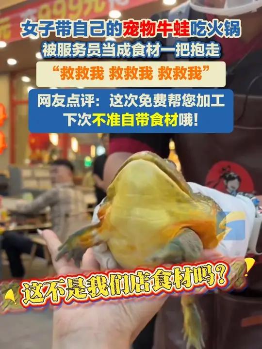 10月23日（采访）安徽。女子带自己的宠物牛蛙吃火锅，被服务员当成食材一把抱走，“救救我救