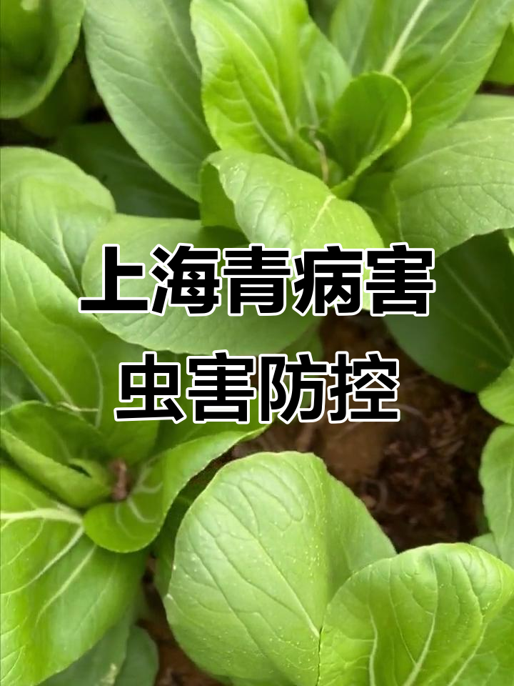 上海青种植技巧:病虫害防治全攻略