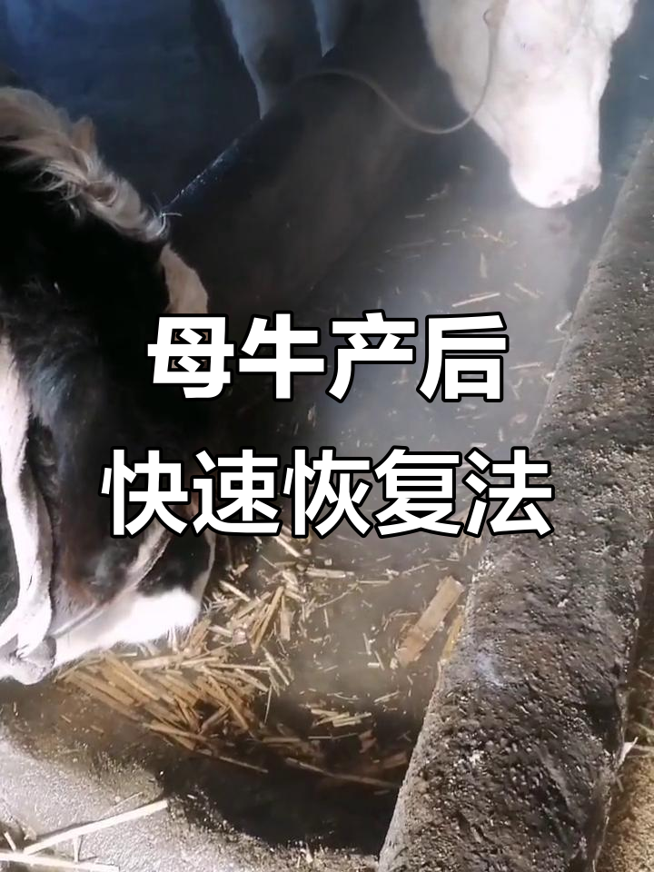 产后母牛恢复秘方:红糖、白酒、鸡蛋助力奶水增加
