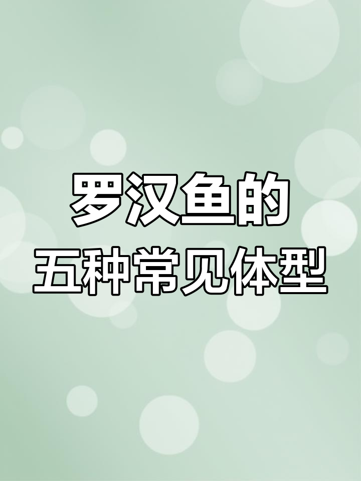 罗汉鱼品种大揭秘:从三角形到短身型,各种体型特征全解析